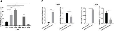 MicroRNA-875-5p inhibits the growth and metastasis of cervical cancer cells by promoting autophagy and apoptosis and inhibiting the epithelial-mesenchymal transition